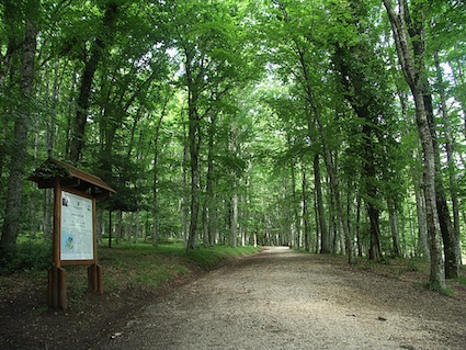 foto foresta umbria